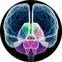 bloque 1-cerebro-neurociencia-ejercicios funcionales