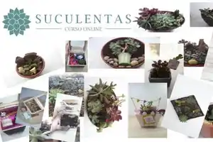 hotmart-curso el arte de cultivar suculentas-plantas suculentas-plantas protectoras-cactus-plantas crasas-maceta-sembrar suculentas