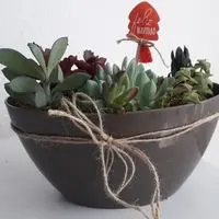 frascos-jardín-como plantar-sembrar cactus-hojas-alexandra sisco-hotmart