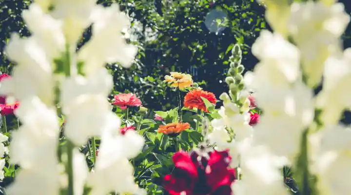 jardín de flores silvestres-flores blancas-silvestres comestibles-campo-semillas-floristería