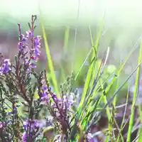 plantas medicinales-silvestres comestibles-jardín de flores silvestres-semillas-hermosas flores-flores perennes