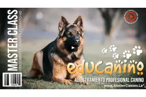 Educanino Adiestramiento Profesional Canino-adiestramiento canino-hotmart-curso online-enseñar-álvaro osorio-educanino álvaro