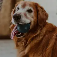 cachorro-mascota-master class-pastor alemán-obediencia-lenguaje corporal-enseñar