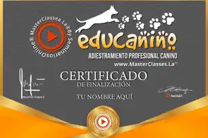 certificado-instructor canino-hotmart-comportamiento canino-curso educanino-cachorro-mascota-master class