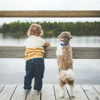 comentarios-educanino-adiestramiento canino-enseñar-alvaro osorio-curso online-youtube