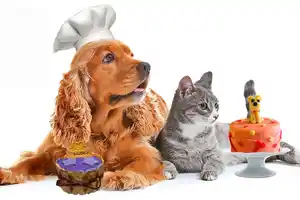mala alimentación-saludables-gatos-alimentación diaria-recetas-tortas-cursos presenciales-ingredientes