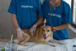 tenencia-alimentación-responsable-comida-adecuado-general-entorno-perro-gato-básico