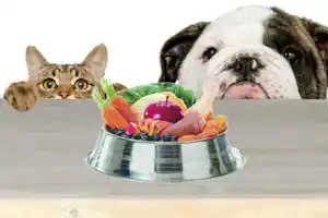 Mascotas Sanas-Diana Fonseca-Hotmart-dieta balanceada-dieta evolutiva-perros y gatos-animales domésticos
