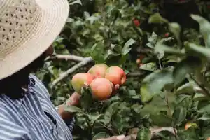 huerto frutal-jardín-casa-árboles frutales-plantas frutales-árbol frutal-cultivo-siembra-suelo-plantar árboles