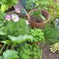 jardin de hierbas-tipos de jardines-pequeño-huerto-jardin vertical-especias-planta medicinal-hierbas medicinales