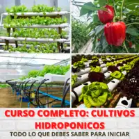 curso completo de hidroponia-cultivos hidropónicos-hidroponia PDF-forraje hidropónico-hidroponia casera-curso online-hotmart