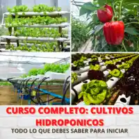 master class-hotmart-Jeffrey Asencio Cuellar-jardín-vegetales-cultivos-hortalizas