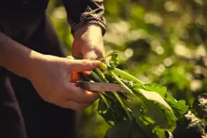 casa-tomate-cultivos-raiz flotante-botella de plástico