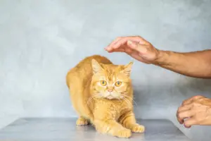 cuidados de un gato en casa-curso gratis-gratuitos-gatos cachorros-gato nuevo-gatitos bebés-mascotas-higiene