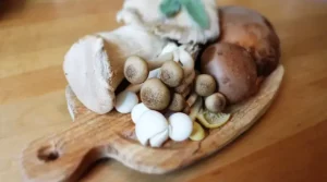 hongos comestibles características-trufas-seta-lámina-pino-alucinógenos-girgolas-champiñón