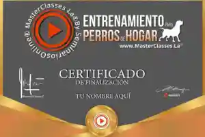 Certificado-Sthiwar Guzmán-entrenamiento para perros de hogar-entrenamiento para perros-descargar gratis