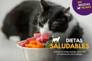 contenido-mascotas-pastelería canina-alimento-gatos-gatito-para gatos-curso online-comida