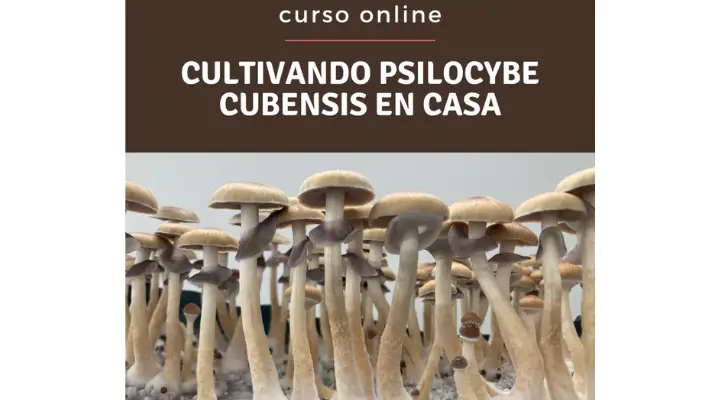 curso online-psilocybe cubensis-cultivar hongos-hongos mágicos-hotmart-martha tavera